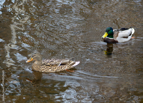 Mallard duck mating pair - Female & Male