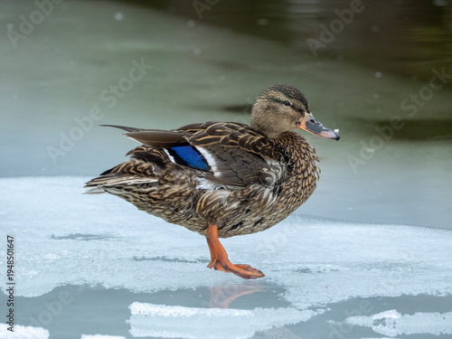 Female Mallard Duck Standing on Melting Icy Surface Riverside in Spring