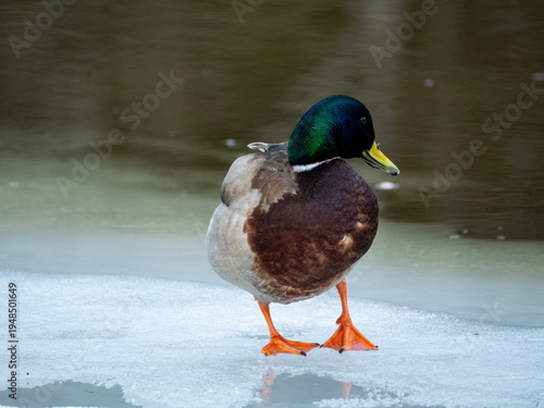 Male Mallard Duck Standing on Melting Icy Surface Riverside in Spring