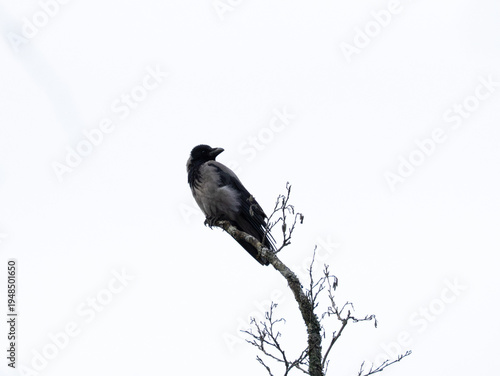Hooded crow perched on a bare tree branch against a bright sky