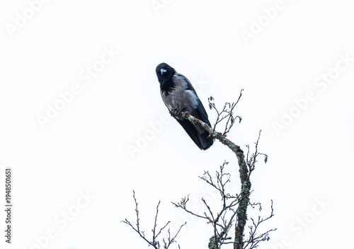 Hooded Crow on Bare Branch Against Clear Sky
