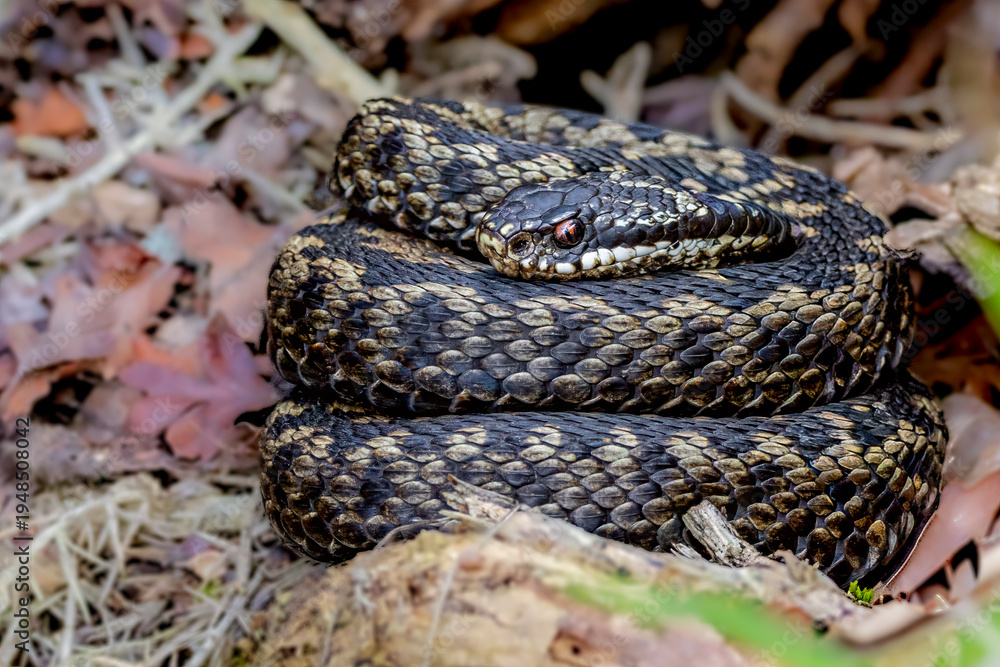 Fototapeta premium European adder (Vipera berus) coiled on woodland floor, close wildlife portrait of Britain’s only venomous snake