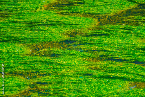 川面の緑藻模様