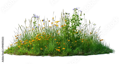 Fotografía Wildflower Meadow Patch Isolated Transparent
