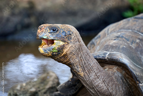 Galapagos-Riesenschildkröte mit offenem Maul