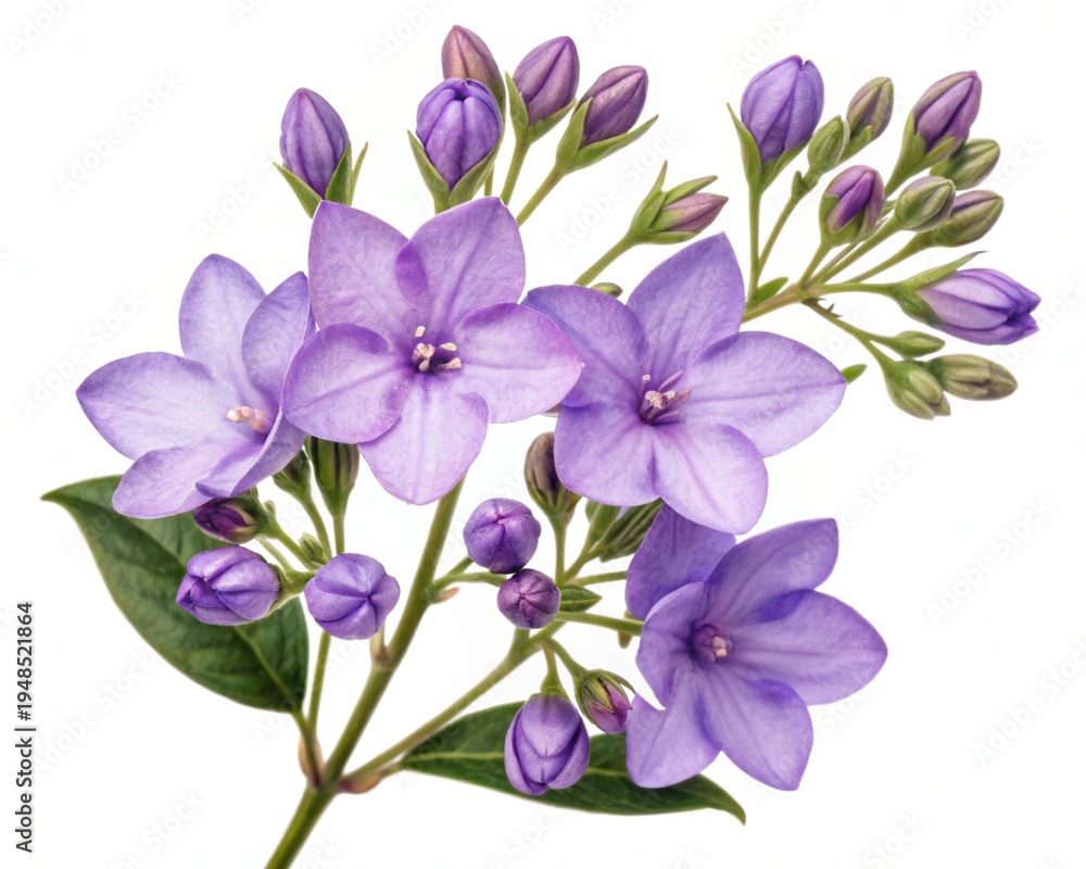 Obraz premium Brunfelsia – Purple brunfelsia yesterday-today-tomorrow delicate bloom cluster, isolated on white background