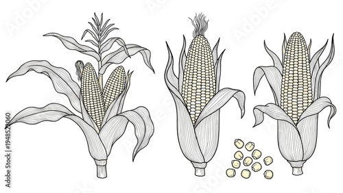 Detailed hand drawn illustrations of corn on the cob with husks and kernels showing whole plants and individual seeds for agriculture.