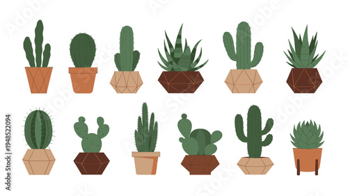 Collection of various cacti and succulents in modern geometric pots for indoor home garden and interior decoration illustration set.