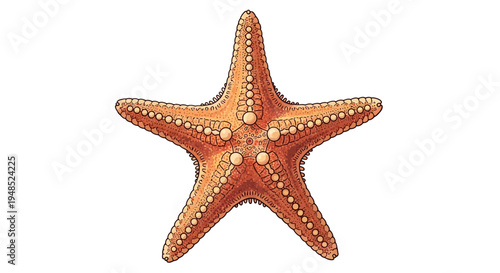 Close-up of a colorful starfish on a white background