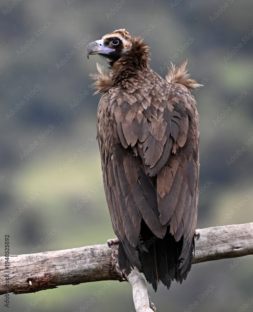 Fototapeta premium a black vulture posing on a branch on spain