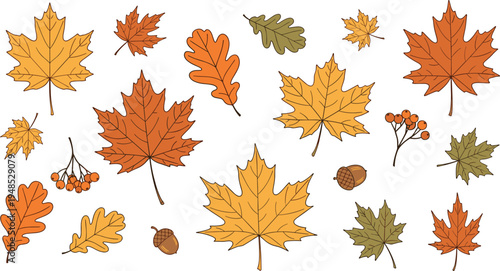 Autumn set of vector flat illustrations featuring colorful maple and oak leaves acorns and rowan berries isolated on white background for seasonal design projects.
