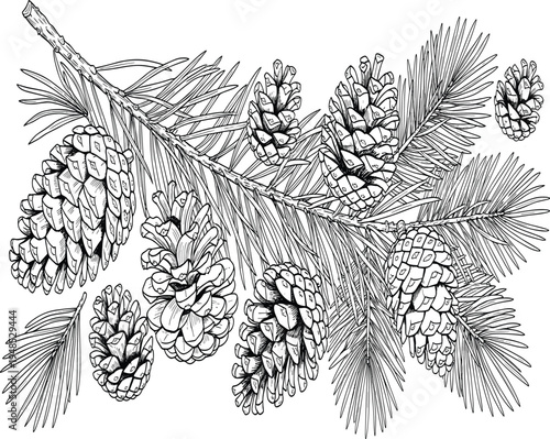 Hand-Drawn Botanical Illustration of Pine Tree Branch with Cones in Vintage Engraving Style Isolated on White Background for Christmas Decor and Nature Design