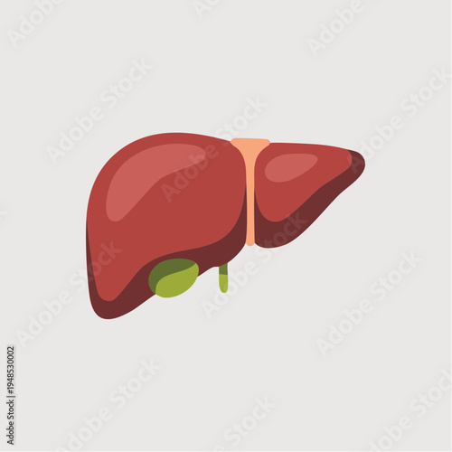 Anatomical illustration of a human liver.