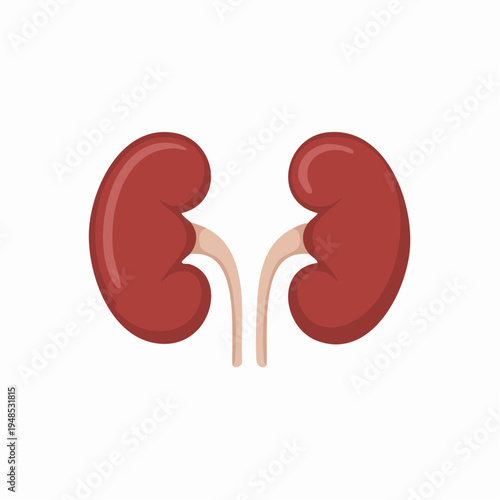Anatomical illustration of human kidneys.