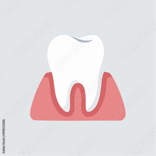 Anatomy of a healthy tooth structure.
