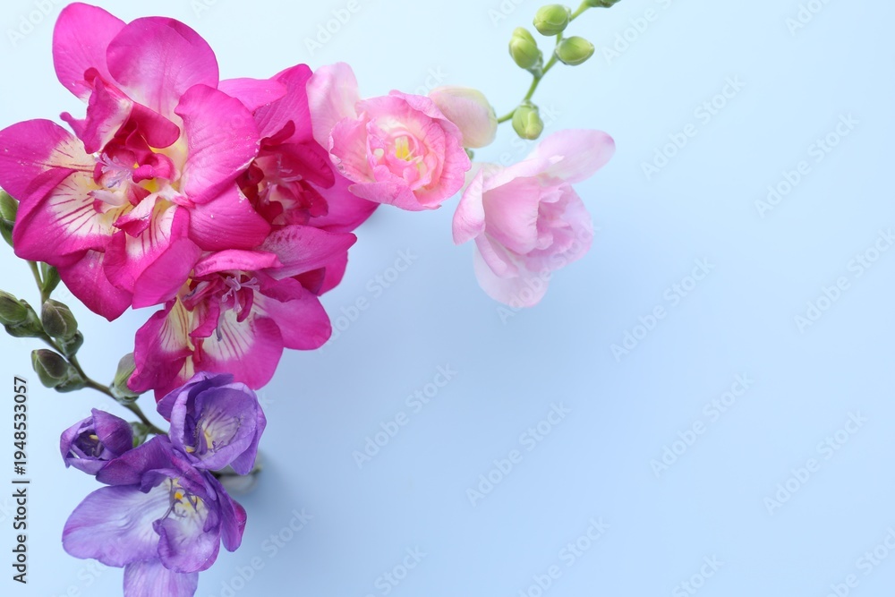 Fototapeta premium Beautiful freesia flowers on light blue background, flat lay. Space for text