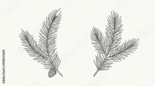 Minimal fir branch line art set with two evergreen sprigs
