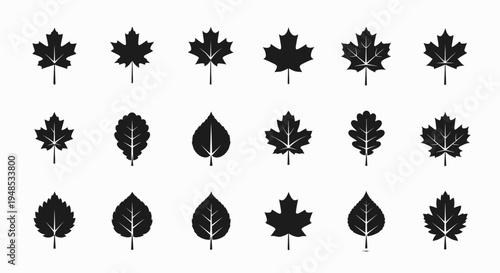 Set of Black Maple Leaf Silhouette Icons and Autumn Foliage Vector Design Elements
