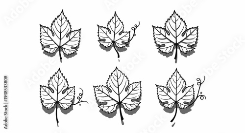 Grape Leaf Outline Silhouette Collection Vector Illustration for Wine and Vineyard Branding