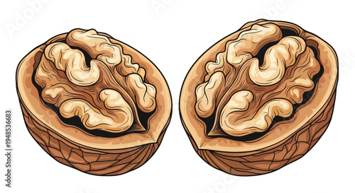 Two halves of a walnut on white background