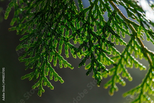 日差しを浴びるヒノキのヒバ