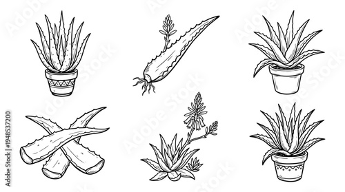 aloe vera, Hand-drawn outline doodle sketches vector set collection , white background , PNG and SVG isolate