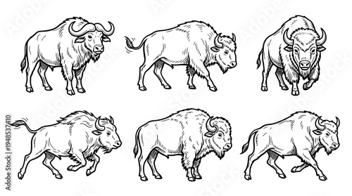 buffalo, Hand-drawn outline doodle sketches vector set collection , white background , PNG and SVG isolate
