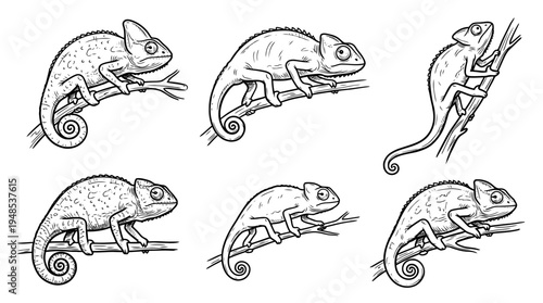 chameleon, Hand-drawn outline doodle sketches vector set collection , white background , PNG and SVG isolate