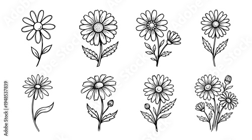 daisy, Hand-drawn outline doodle sketches vector set collection , white background , PNG and SVG isolate
