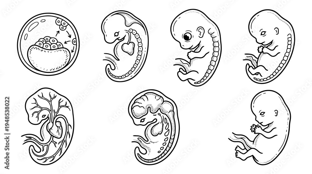 Fototapeta premium embryo, Hand-drawn outline doodle sketches vector set collection , white background , PNG and SVG isolate