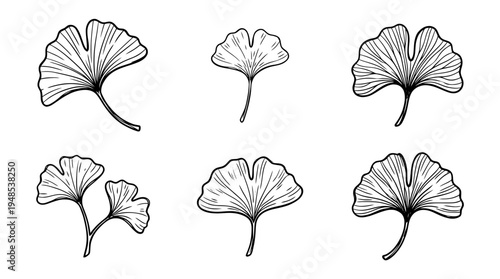 ginkgo leaf, Hand-drawn outline doodle sketches vector set collection , white background , PNG and SVG isolate