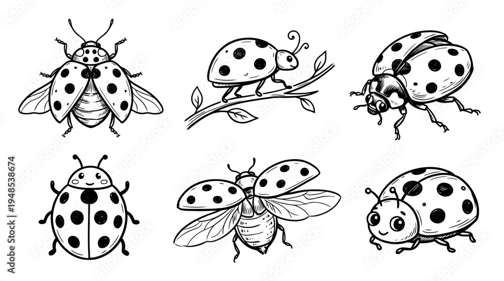 Fototapeta premium ladybug, Hand-drawn outline doodle sketches vector set collection , white background , PNG and SVG isolate