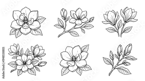 magnolia, Hand-drawn outline doodle sketches vector set collection , white background , PNG and SVG isolate