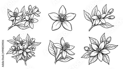 orange blossom, Hand-drawn outline doodle sketches vector set collection , white background , PNG and SVG isolate