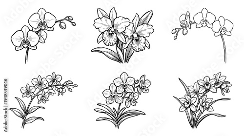 orchid, Hand-drawn outline doodle sketches vector set collection , white background , PNG and SVG isolate