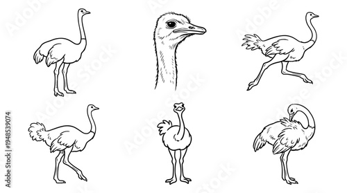 ostrich, Hand-drawn outline doodle sketches vector set collection , white background , PNG and SVG isolate