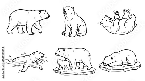 polar bear, Hand-drawn outline doodle sketches vector set collection , white background , PNG and SVG isolate
