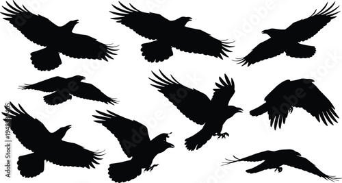 Flying eagle silhouettes collection showing birds of prey in different wing positions, black raptor shapes vector illustration set