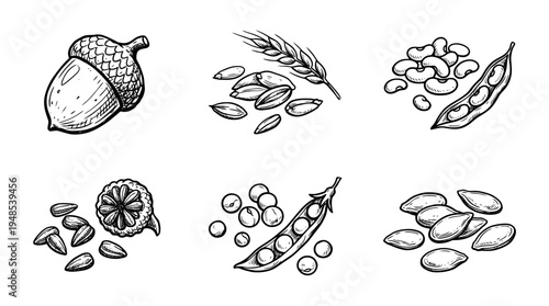 seeds, Hand-drawn outline doodle sketches vector set collection , white background , PNG and SVG isolate