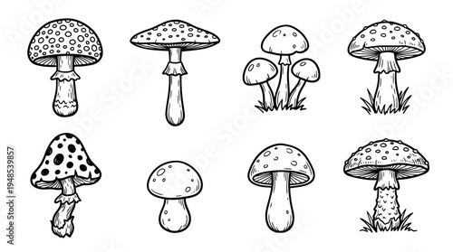 toadstool, Hand-drawn outline doodle sketches vector set collection , white background , PNG and SVG isolate