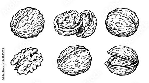 walnuts, Hand-drawn outline doodle sketches vector set collection , white background , PNG and SVG isolate
