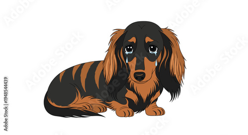 Cute long-haired dachshund dog lying down with large sad eyes and tears falling from its face in a vector illustration.