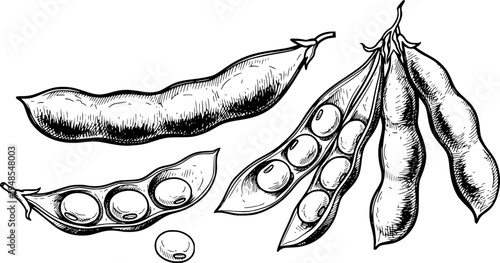 Elegant Sumi-e Illustration of Soybeans Pods with Ink Brush Style