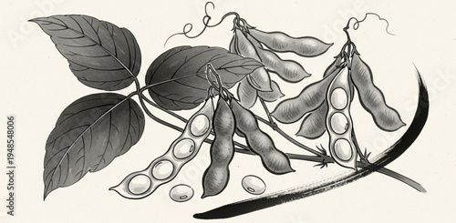 Elegant Sumi-e Illustration of Soybeans Pods with Ink Brush Style
