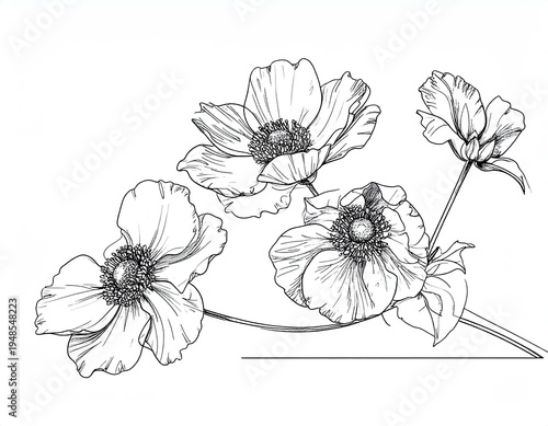 Four delicate anemone flowers, simple ink sketch