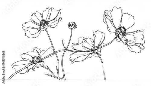 Line art of four cosmos flowers against a white background