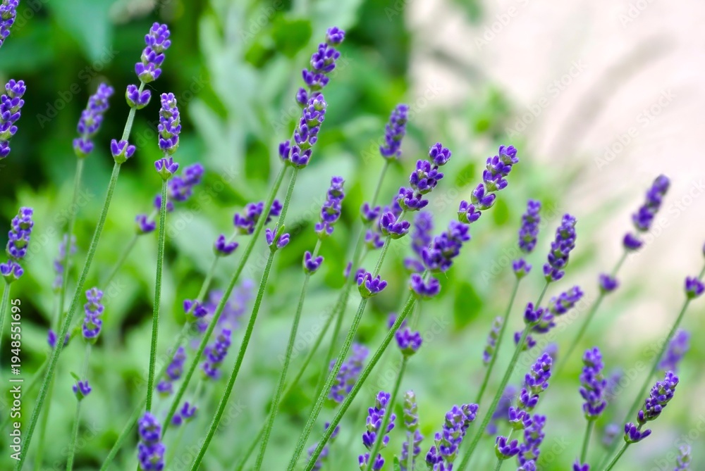 Fototapeta premium blooming lavender flowers in a field with a soft green bokeh background and bright natural light.