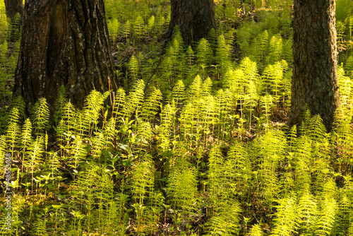 Canada, Alberta, Hinton.  Hosetails (equisetum) dominate the forest floor at Fickle Lake.