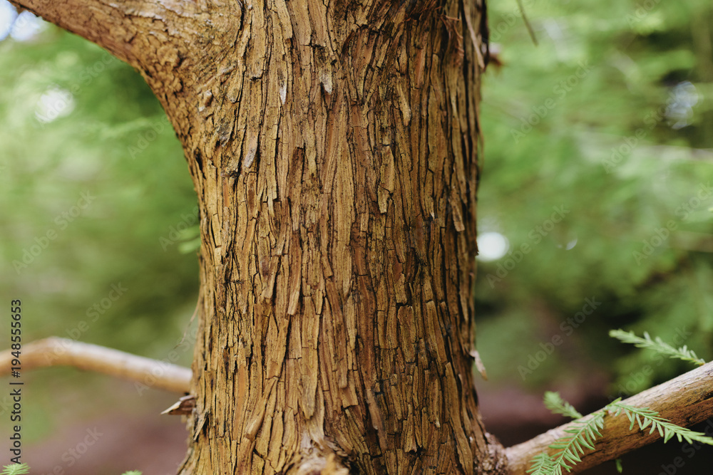Naklejka premium Closeup of tree bark on a weathered trunk showing rough texture and layered wood in a forest scene, nature detail and outdoor study of growth and natural patterns.