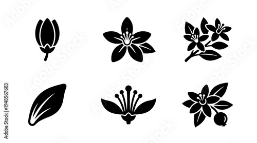 collection of orange blossom, 6 filled black minimal icon vector set , white background , PNG and SVG isolate